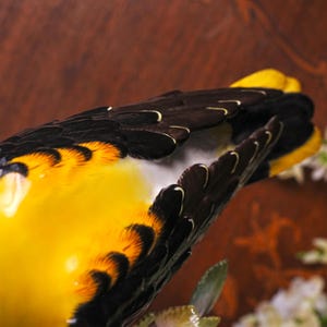 Antique Meissen Porcelain Golden Oriole – After J.J. Kändler, Model No. 820, First Quality Crossed Swords, "Germany" Export Mark, 1891–1918 image 10