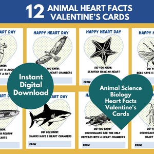Anatomie Carte Saint-Valentin Joyeuse Saint-Valentin Biologie Faits Insecte Grenouille Reptile marin Science animale Vie sauvage Garçon Bleu Saint Valentin Requin Serpent