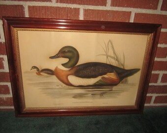 Antique Framed 19c Gould and Richter Hand Colored Duck Large Plate Lithograph "Casarca Tadornoides"