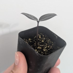May include: A small, dark-leaved plant sprouts from soil in a black square pot. The plant has two leaves and a slender stem. The pot is held in a hand against a plain white background. The plant appears to be a houseplant.