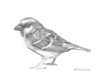 Digital Download Art Print, Drawing, Bird Lovers, Sparrow - How Much More, Fits 8" x 10" Frame, Last Minute Gift