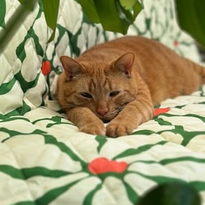 May include: A ginger cat with green eyes is lying on a white and green floral patterned blanket. The cat is looking at the camera with its head resting on its paws.