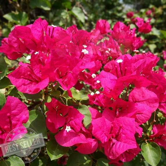 chihuahuan desert plants Chihuahuan Ornamental  Native-Seeds-Search