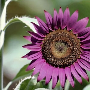 50 Purple Sunflower Seeds for Planting - Rare Non-GMO Heirloom Variety - Easy Grow Garden Flowers - Unique Gardening Gift