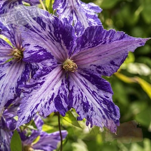May include: Close-up of a vibrant clematis flower with striking purple and white patterns. The petals display a unique marbled effect, with a yellow center. The image is set against a blurred green background, highlighting the flower's intricate details.