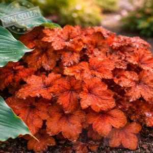 May include: A close-up of a vibrant plant with large, textured, orange-red leaves. The leaves have a unique shape and are wet with droplets. The image includes a "Best Seller" badge in the upper left corner, and green leaves in the background.