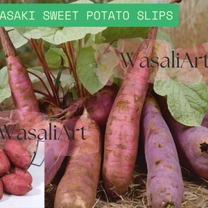10 Murasaki Sweet Potato Slips | Japanese Variety | Non-GMO & Chemical Free | Purple Skin White Flesh | Live Plants for Gardening