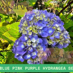 25 Blue Pink Purple Hydrangea Seeds, Non-GMO Perennial Flower, Hardy Garden Blooms, High Germination, Mixed Color Variety