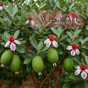 May include: Close-up of a feijoa plant with green fruit and flowers. The flowers have white petals with pink tips and red centers. The leaves are green, and the fruit is oval-shaped.