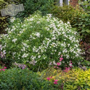 May include: A lush green bush covered in small white flowers, with a "Best Seller" sticker in the upper left corner. The bush is surrounded by other plants with pink, purple, and yellow flowers. The image is taken outdoors.