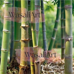 50+ Giant Moso Bamboo Seeds Phyllostachys edulis Fast Growing Evergreen Tree Hardy Perennial Edible Bamboo Shoots USA