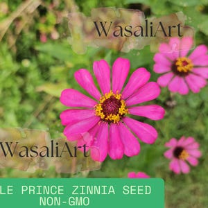 200+ Purple Prince Zinnia Seeds, Non-GMO Heirloom, Butterfly Magnet, Fast-Growing Cut & Come Again Flowers, Summer to Fall Blooms Elegans