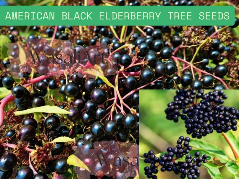 Great Description About Black Elderberry Seeds