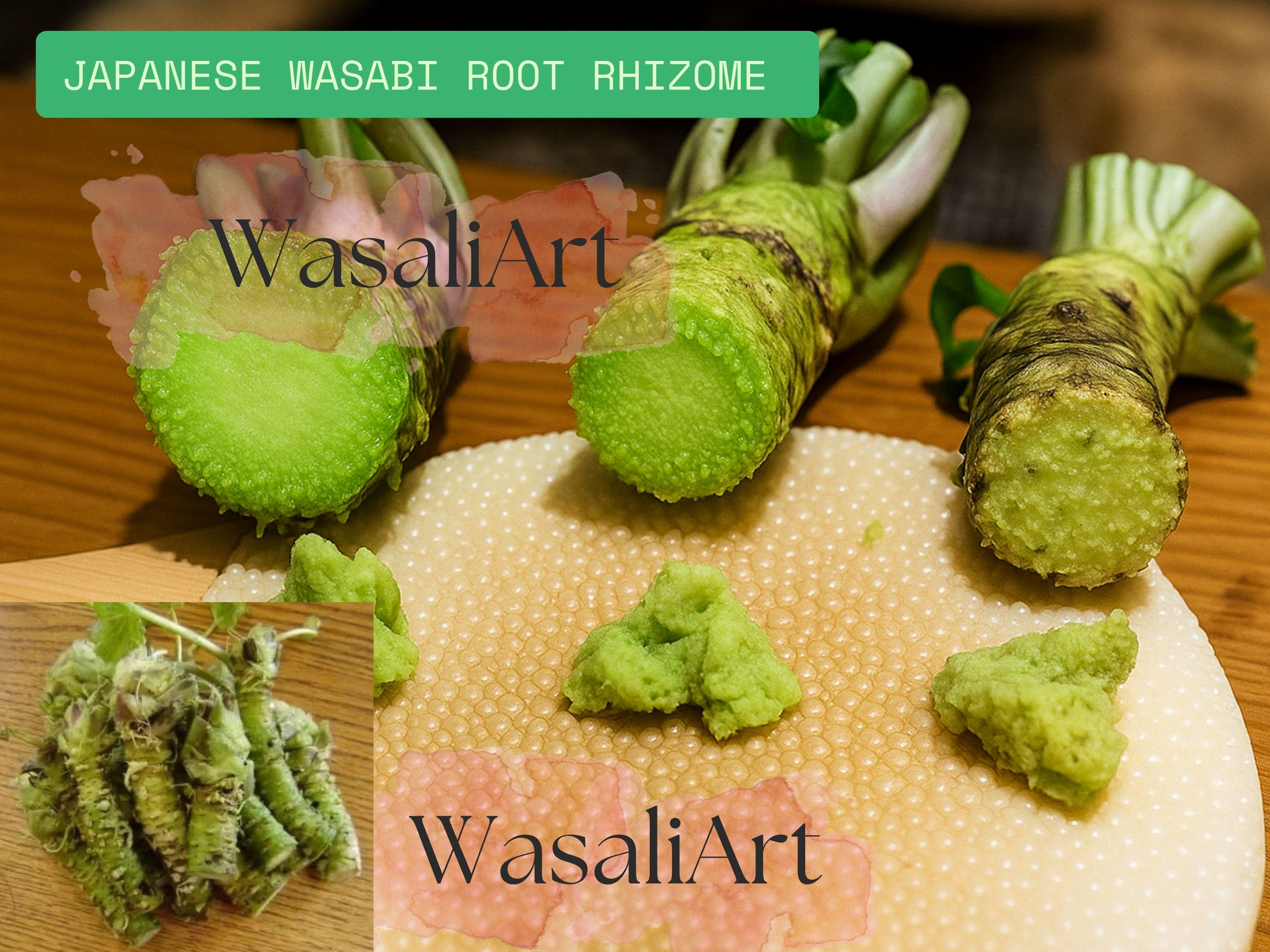 Japanese Wasabi Root Rhizome 5 Seeds: Heirloom Wasabia Japonica - Rare  Vegetable - Etsy