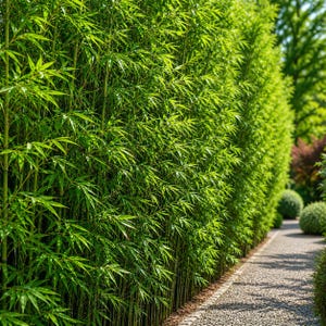 May include: A dense wall of vibrant green bamboo plants, creating a natural privacy screen. The image shows a pathway lined with the bamboo, with sunlight filtering through the leaves. The bamboo stalks are tall and slender, with many green leaves.