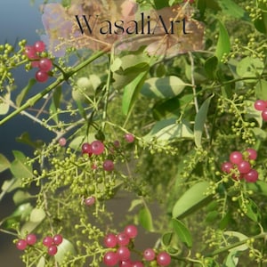 rotala aquarium plant Rotala rotundifolia 'Green'
