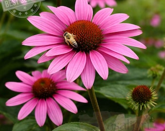Ruby Star Coneflower Quart Pot – Deep Red Echinacea – Hardy Perennial Pollinator Plant