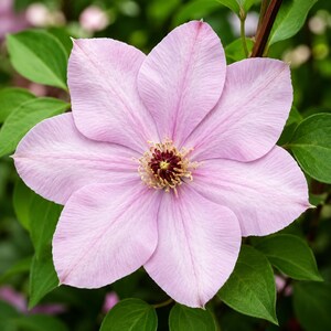 Elsa Spaeth Clematis Live Plant – Light Purple Flowering Vine – Hardy Climbing Clematis – 2.5" Pot