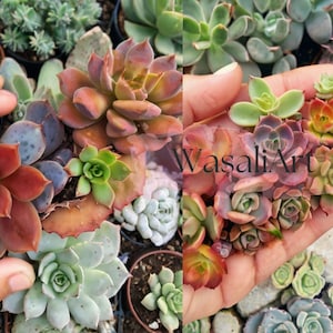 200 Rare Mixed Succulent Seeds: Colorful Indoor Outdoor Garden