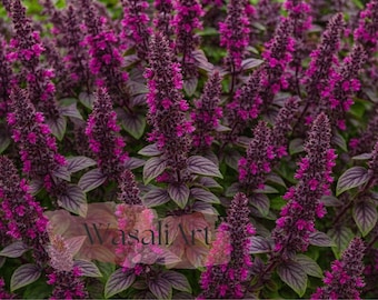 ocimum kilimandscharicum african blue basil herb 10 seeds
