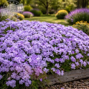 May include: A vibrant display of lavender-colored flowers, densely packed and blooming profusely. The flowers are in a wooden planter, with a blurred background of green grass and other flowering plants. The image has a "Best Seller" badge.