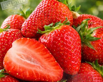 Sweet Charlie Strawberry Plants: 10 Bare Root Runners, High-Yield Variety