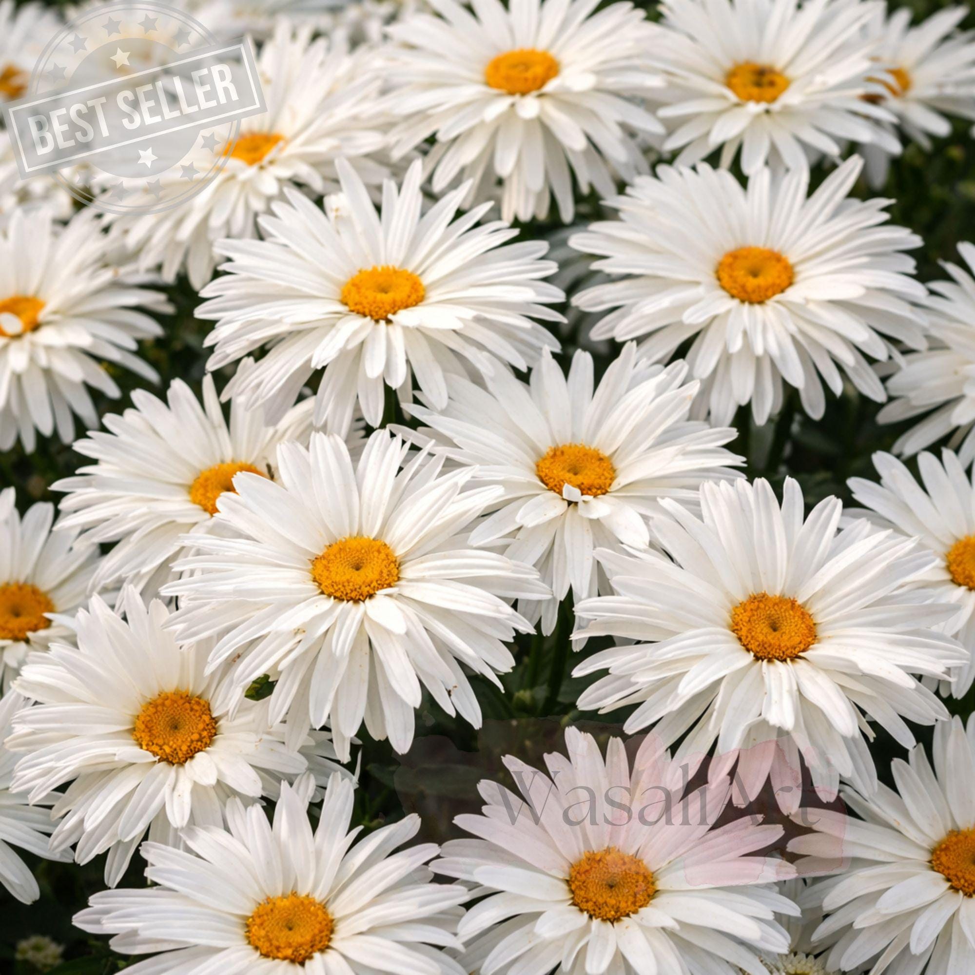 Crazy Daisy Perennial Plant · Leucanthemum · Double White Blooms ...