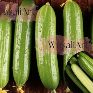 15+ Chinese Fruit Cucumber Seeds - Burpless Hybrid Persian Mini Cucumber - Non GMO, High Yield, Sweet Thin Skin USA