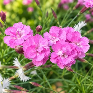 Tiny Rubies Dianthus Live Plant – Fragrant Pink Groundcover – Hardy Cheddar Pinks – Quart Pot