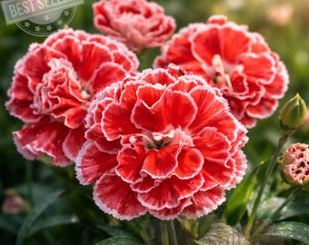 Constant Beauty Crush Orange Dianthus – Fragrant Perennial Garden Flower Plant