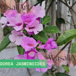 Pandorea jasminoides Pink Bower Vine Seeds (5), Exotic Climbing Flower, Rare Vine Plant, Tropical Garden, Easy to Grow Gardening