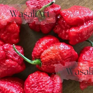 Apocalypse Scorpion Red Chili – Lot of 3 Live Plants – Super Hot Pepper – 2M+ SHU – Organic – Ready to Plant – USA Shipping