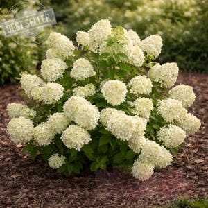 Puede incluir: Un exuberante arbusto de hortensias en flor con grandes flores de color blanco crema. La planta tiene hojas verdes vibrantes y se encuentra sobre un fondo borroso. La imagen incluye una insignia de "BEST SELLER".