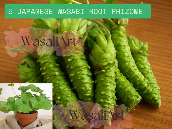 Japanese Wasabi Root Rhizome 5 Seeds: Heirloom Wasabia Japonica