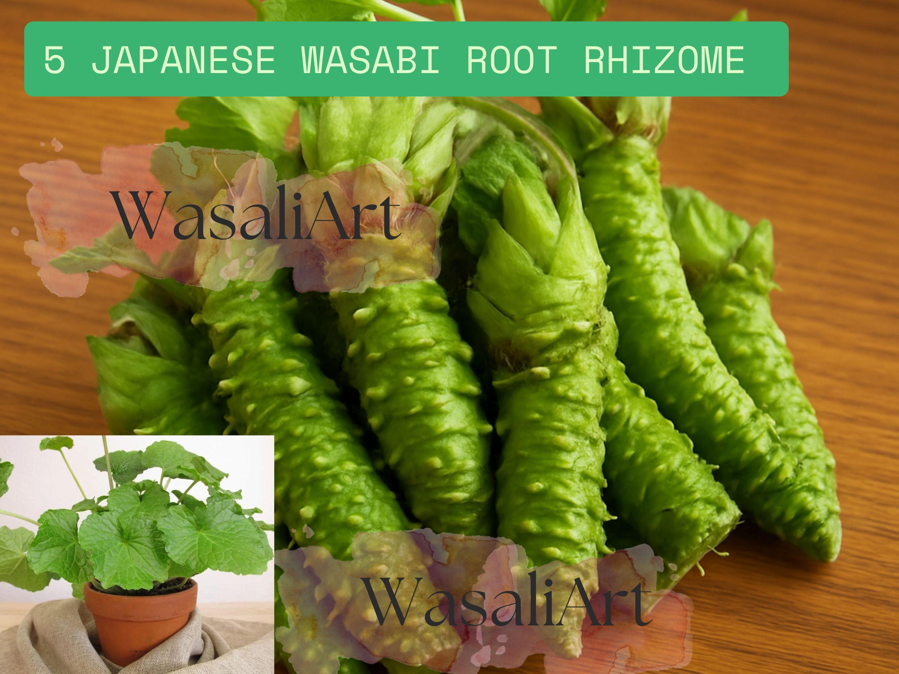 Japanese Wasabi Root Rhizome 5 Seeds: Heirloom Wasabia Japonica - Rare  Vegetable
