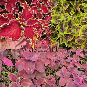 500 Coleus Rainbow Mix Seeds Non-GMO Fresh Harvest - Vibrant Colorful Foliage - Indoor/Outdoor Shade Plant - Easy to Grow, Gardening Gift