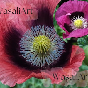 Turkish Blue Poppy Seeds (1000) – Large Blooms, Giant Seed Pods, Ornamental Papaver Somniferum for Garden