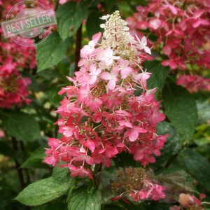 Pinky Winky Hydrangea Live Plant  – Two Tone Bloom Hydrangea Paniculata – Quart Pot Shrub