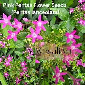 25+ Pink Pentas Flower Seeds (Pentas lanceolata) Butterfly Magnet Long-Blooming Perennial Easy to Grow Deer Resistant Gardening