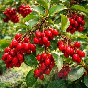 May include: Close-up of a tree branch laden with clusters of bright red berries. The berries are oval-shaped and covered in water droplets, with glossy green leaves. The image has a "BEST SELLER" stamp.