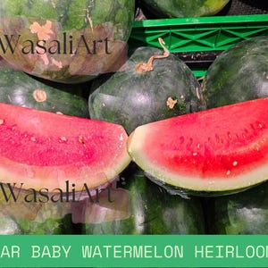 50+ Sugar Baby Watermelon Seeds Super Sweet Heirloom, Non-GMO, Early Harvest, Perfect for Small Gardens Containers, Dark & Juicy
