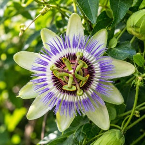 May include: A passion flower bloom featuring ten pale green, pointed petals surrounding a complex central structure. This center displays a ring of vibrant purple and white filaments, with a prominent green stigma and yellow-tipped anthers.