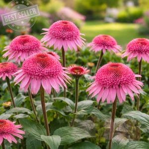 May include: A cluster of vibrant pink coneflowers in full bloom. The flowers have a prominent, textured central cone surrounded by delicate, downward-sloping petals. The image is set against a backdrop of green foliage and a blurred garden, with a "BEST SELLER" badge.