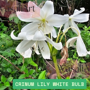 Crinum Lily White Bulb, Fragrant White Pink Stripe Flower, 1 Small Size Bulb,Hardy Perennial, Fresh Gardening
