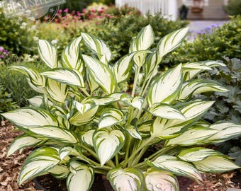 BESTSELLER - 3 White Feather Hosta Bare Roots Plants - Hardy and Shade  Tolerant Low Maintenance Perfect for Landscape & Garden - Great Gift! - Etsy