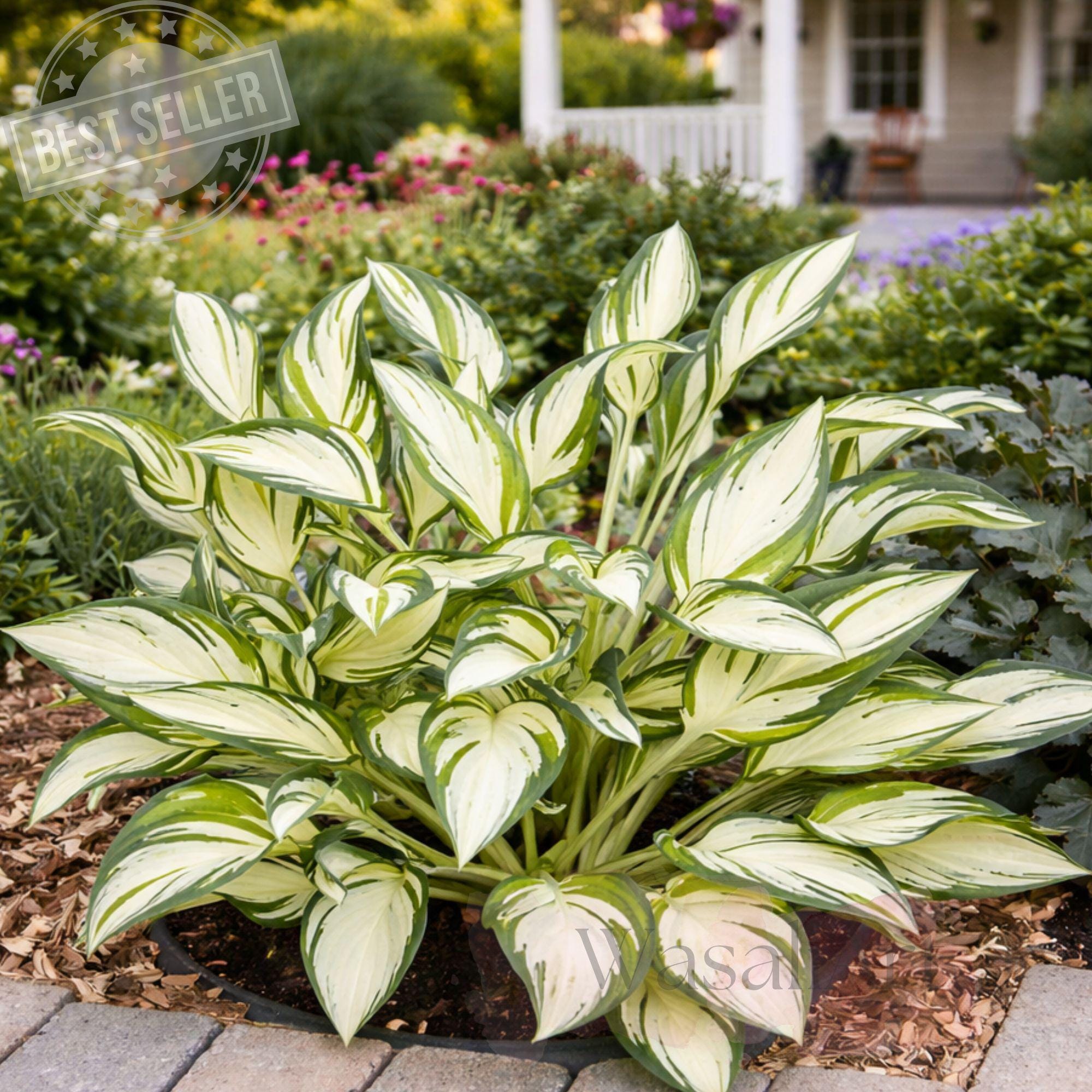 Fireworks Hosta Plant 4