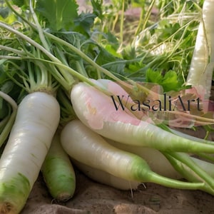 200 Daikon Radish Seeds: Japanese Minowase Heirloom Non-GMO