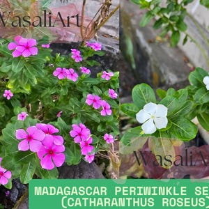 200+ Madagascar Periwinkle Seeds (Catharanthus roseus) Mixed Colors, Heat & Drought Tolerant, Fast-Growing Perennial, Butterfly-Friendly