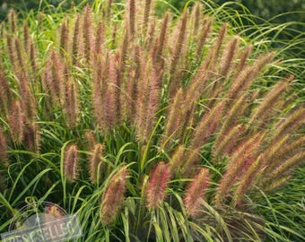 Red Head Fountain Grass • Pennisetum Ornamental Plant (4" Pot)