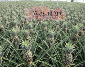 Live Sugar Loaf Pineapple Plant: Sweet, Low Acid Tropical Fruit
